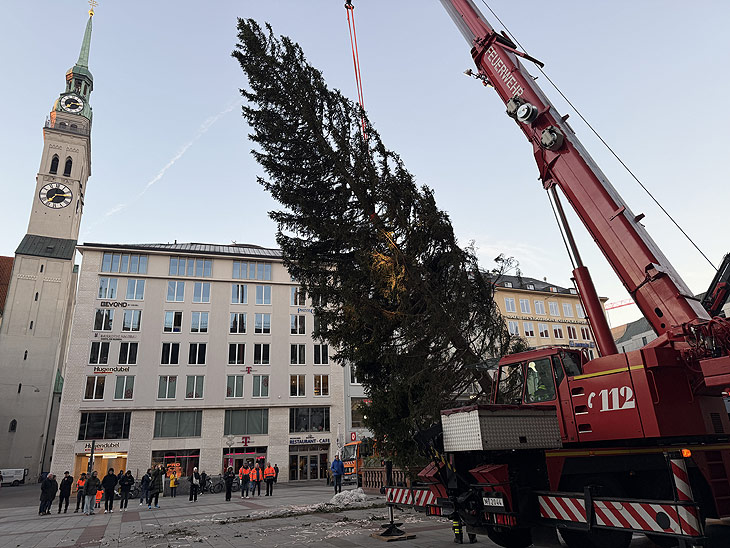 Christbaum 2025 für den Münchner Marienplatz - die Tanne kommt aus Ellmau am Wilden Kaiser - Ankunft am 06.11.2025 (©Foto: Martin Schmitz) 